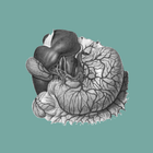 Gastroenterology & Hepatology (Online Subscription)