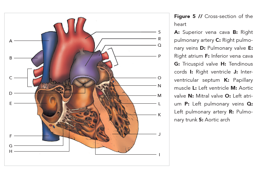 Cardiology anatomical illustration - Cross-section of the heart