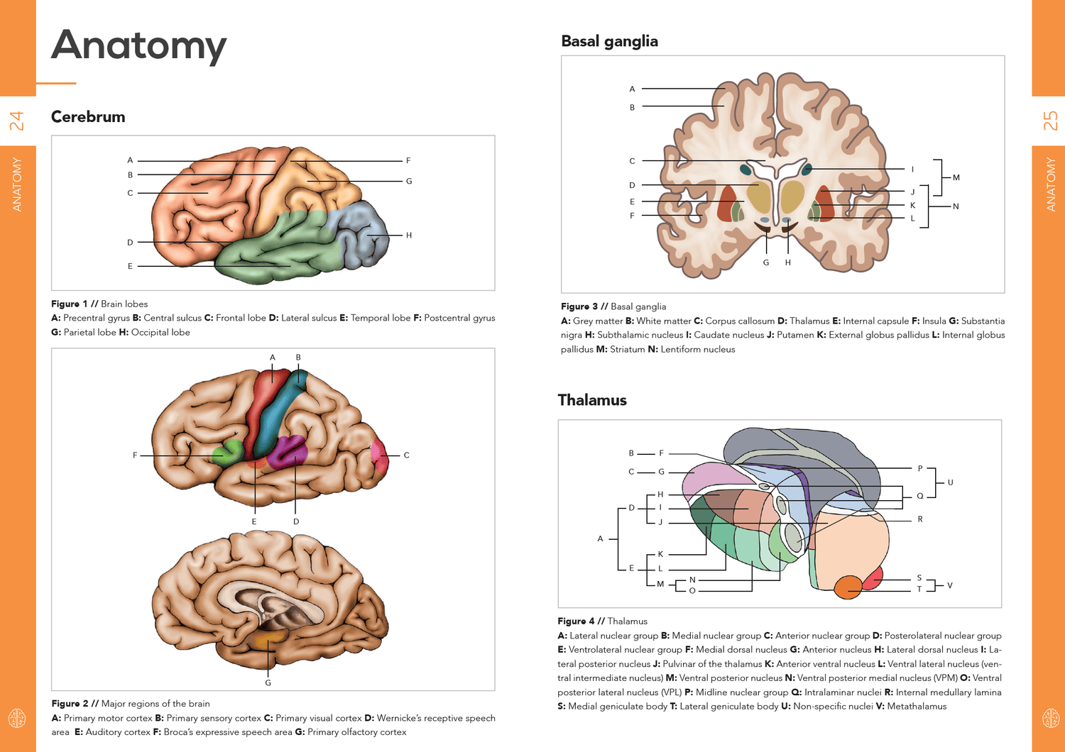 Anatomy Neurology pocket