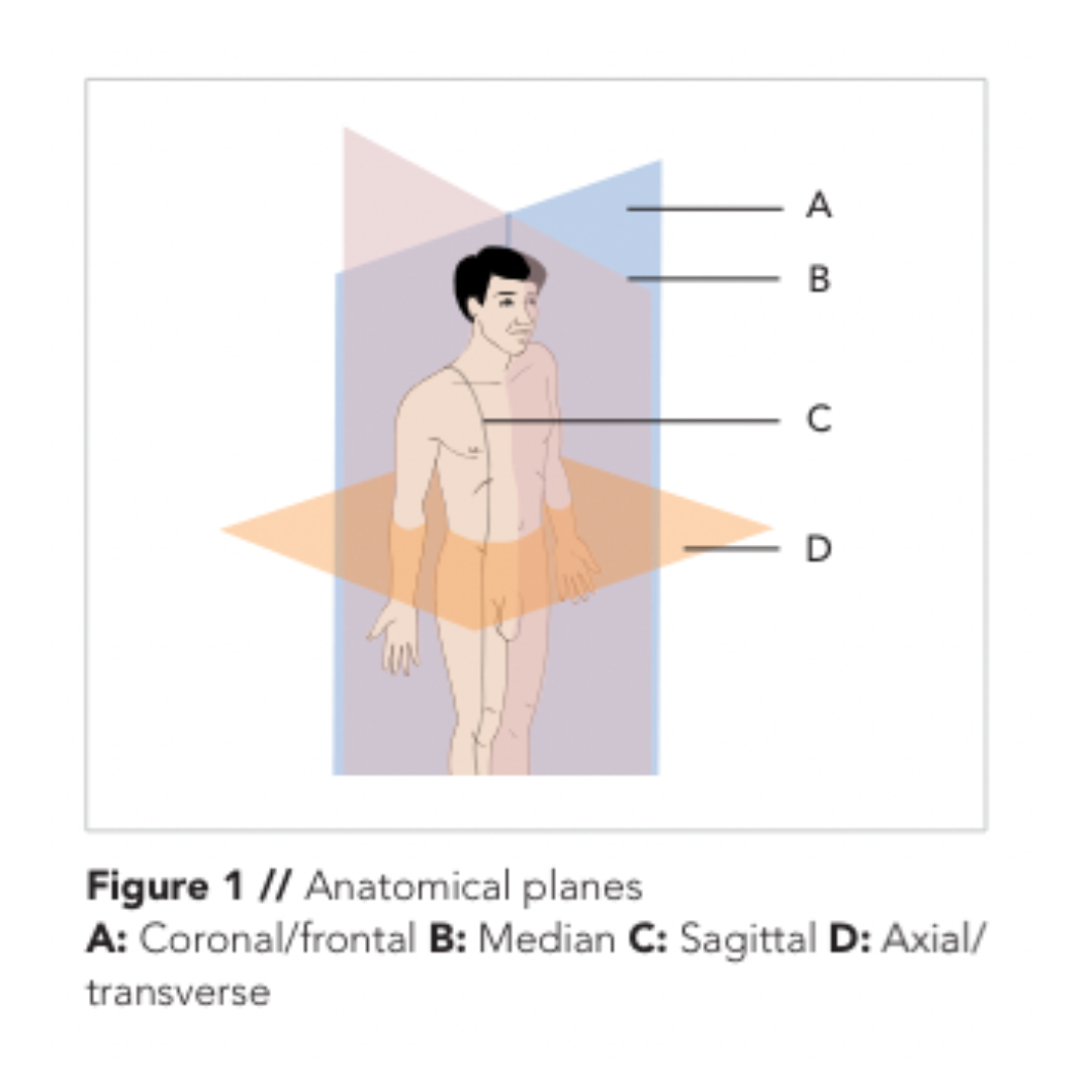 Compendium Method - Illustrations - example Anatomical planes