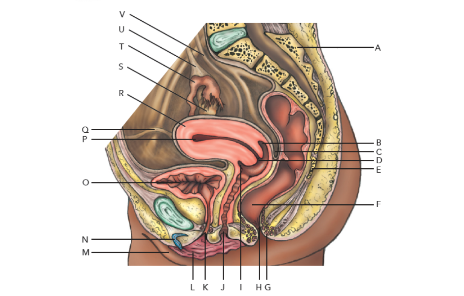 Compendium Medicine Coronal section of internal genitalia