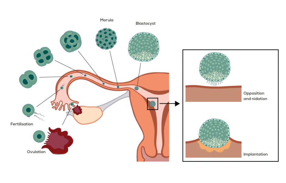 Compendium Medicine From ovulation to implantation