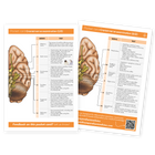 Neurology Pocket Card: Cranial Nerve Examination, both sides